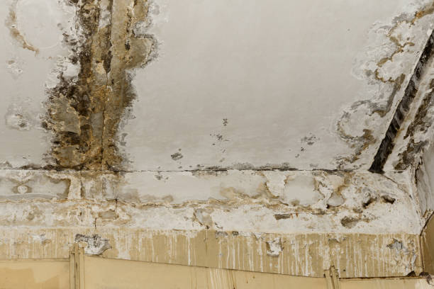 Best Asbestos and Lead Testing During Mold Inspection  in Corralitos, CA