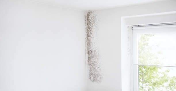 Best Mold Damage Restoration  in Corralitos, CA